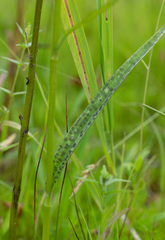 Dactylorhiza fuchsii