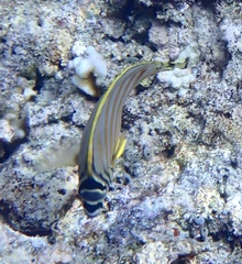 Chaetodon ornatissimus