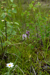 Dactylorhiza fuchsii