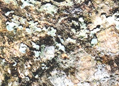 Pyxine sorediata