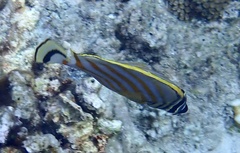 Chaetodon ornatissimus
