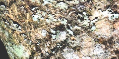 Pyxine sorediata