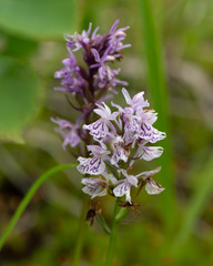 Dactylorhiza fuchsii