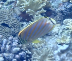Chaetodon ornatissimus