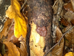 Ascocoryne sarcoides