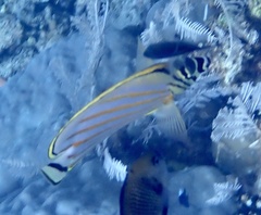 Chaetodon ornatissimus