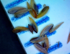 Cyperus surinamensis