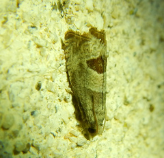 Notocelia uddmanniana