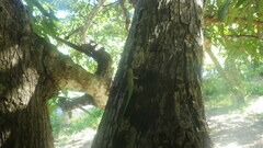 Phelsuma abbotti chekei