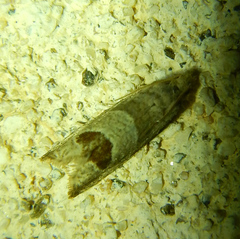 Notocelia uddmanniana