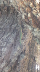 Phelsuma abbotti chekei