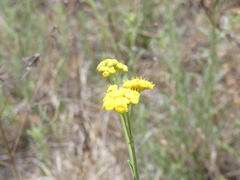 Nidorella resedifolia