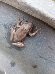 Dendropsophus molitor