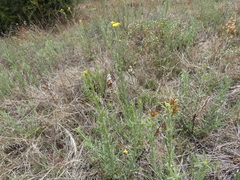 Nidorella resedifolia