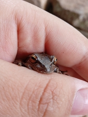 Dendropsophus molitor