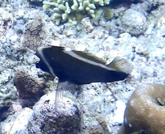 Heniochus varius