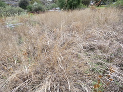 Heteropogon contortus