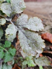 Erysiphe macleayae