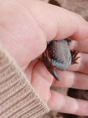 Dendropsophus molitor