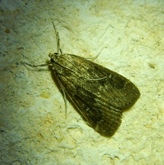 Parapoynx stratiotata