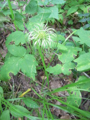 Clematis alpina sibirica