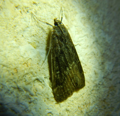 Parapoynx stratiotata
