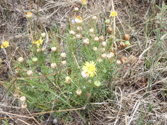 Osteospermum leptolobum