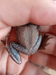 Dendropsophus molitor
