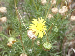 Osteospermum leptolobum