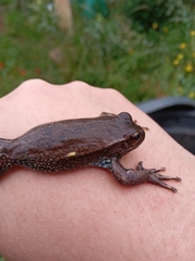 Dendropsophus molitor