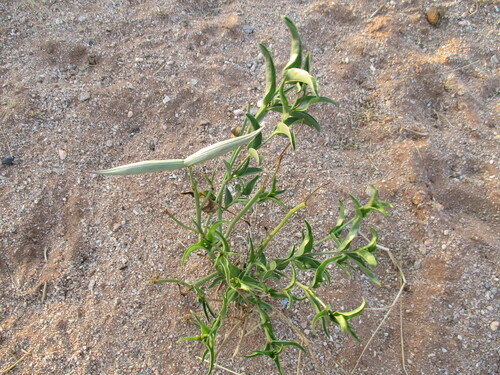 Raphionacme haeneliae