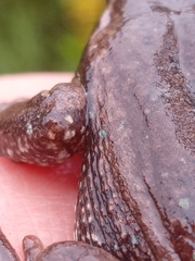 Dendropsophus molitor