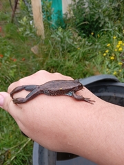 Dendropsophus molitor