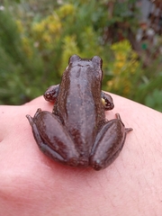 Dendropsophus molitor