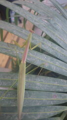 Tenodera superstitiosa