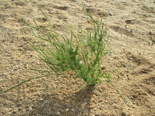 Lophiocarpus polystachyus image
