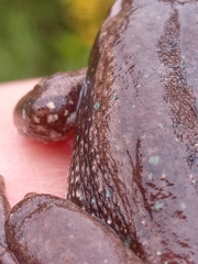 Dendropsophus molitor