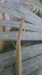 Tenodera superstitiosa