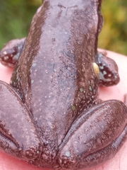 Dendropsophus molitor