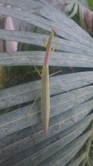 Tenodera superstitiosa