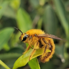 Xylocopa rufipes