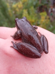 Dendropsophus molitor