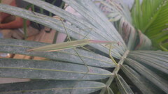 Tenodera superstitiosa