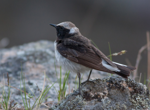 Pied Wheatear