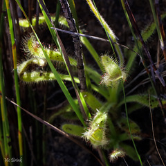 Drosera hilaris