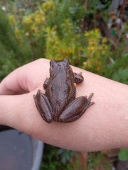 Dendropsophus molitor