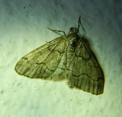 Tephronia sepiaria