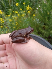 Dendropsophus molitor