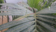 Tenodera superstitiosa