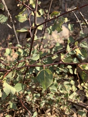 Rhamnaceae